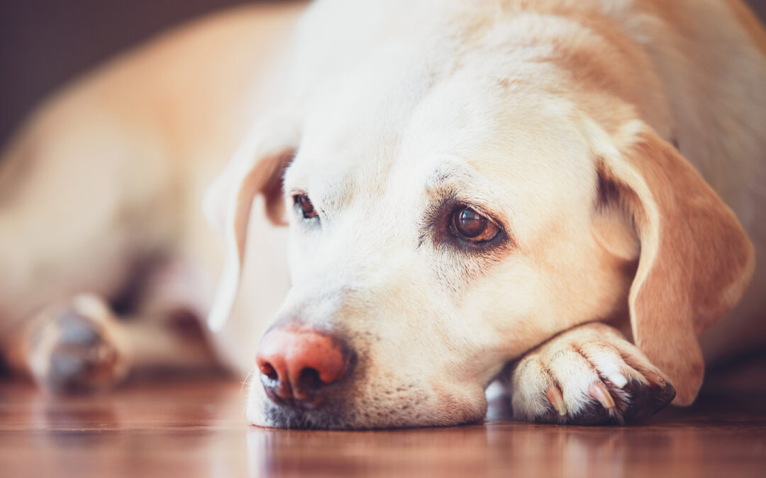 Messina, cadavere di cane abbandonato in una valigia a Contesse: LNDC Animal Protection denuncia e chiede collaborazione ai cittadini