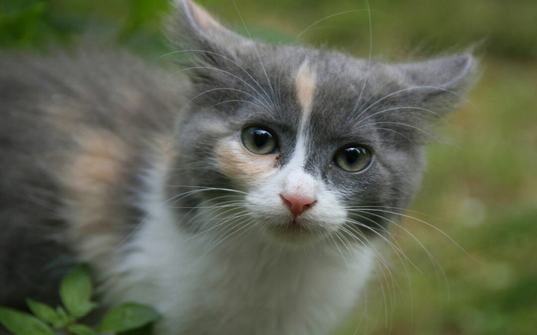 Modugno (BA): quattro gattini uccisi e minacce a un giornalista – LNDC denuncia e chiede interventi immediati