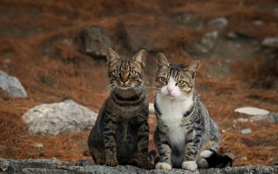Cogne, scomparsi 15 gatti: LNDC Animal Protection denuncia e lancia appello