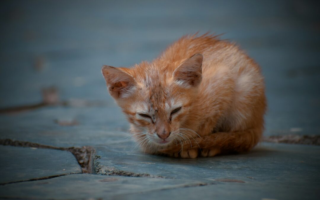 Pescara, due gatti uccisi brutalmente: LNDC annuncia denuncia e chiama i cittadini a collaborare