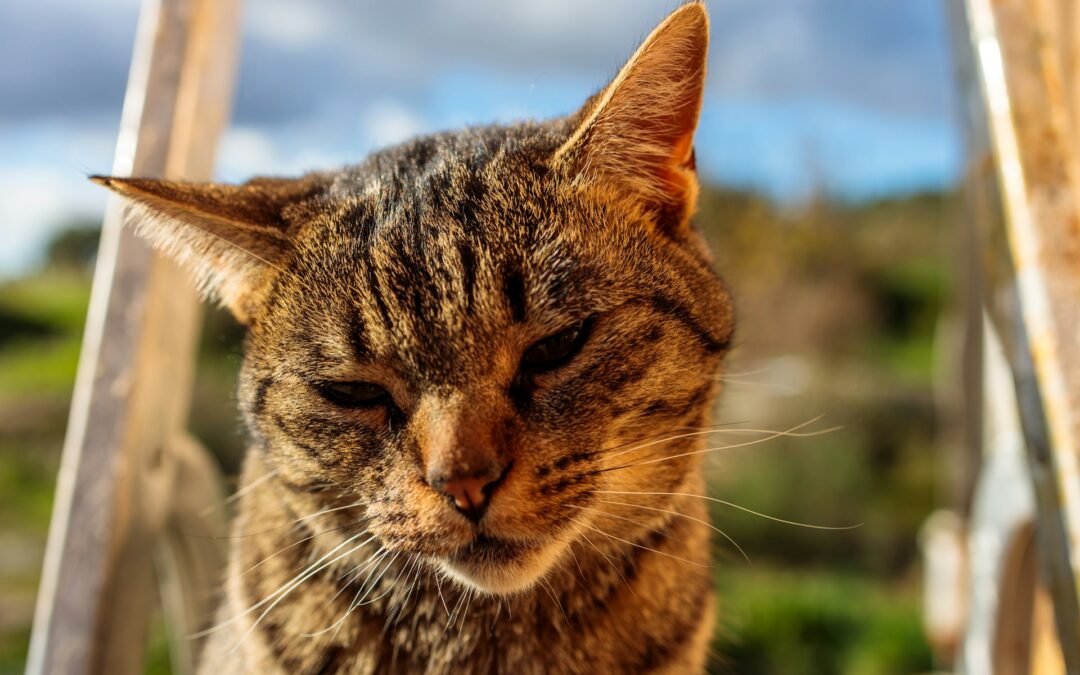 Mozzate (CO): gatti uccisi a colpi di carabina. LNDC Animal Protection sporge denuncia contro ignoti e lancia un appello alla cittadinanza.