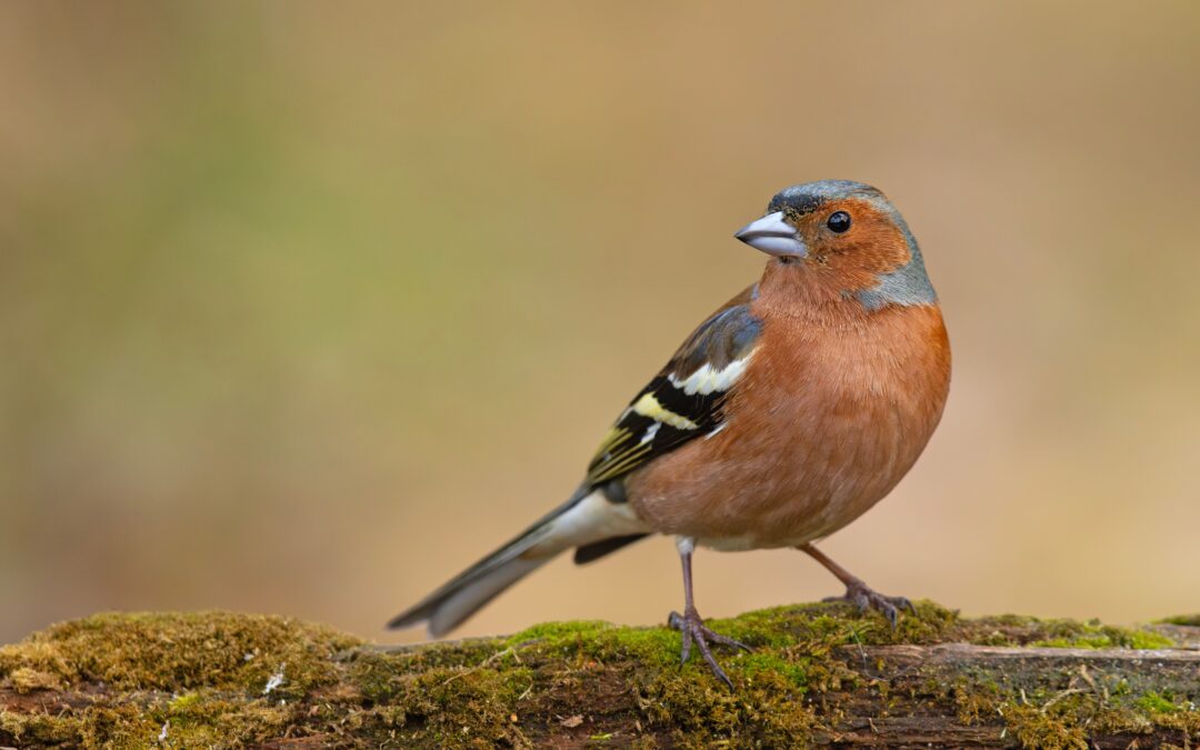 Caccia in deroga: Regioni autorizzano uccisione di uccelli migratori protetti
