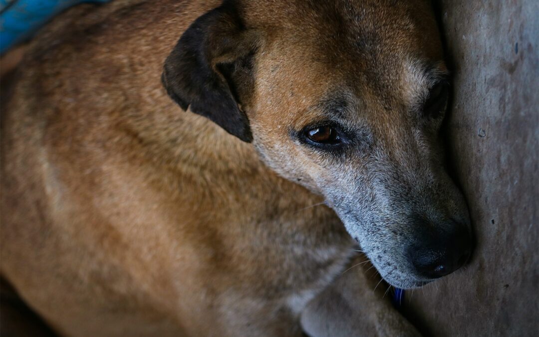 Taranto, cane picchiato selvaggiamente: LNDC Animal Protection presenta denuncia e chiede l’immediato sequestro di tutti gli animali detenuti dall’uomo.