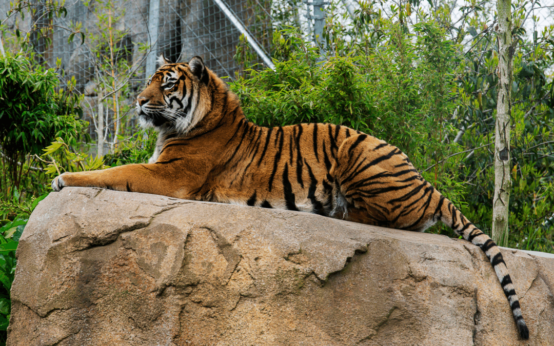 Zoo danese chiede animali vivi per i predatori. LNDC:”Una vergogna”