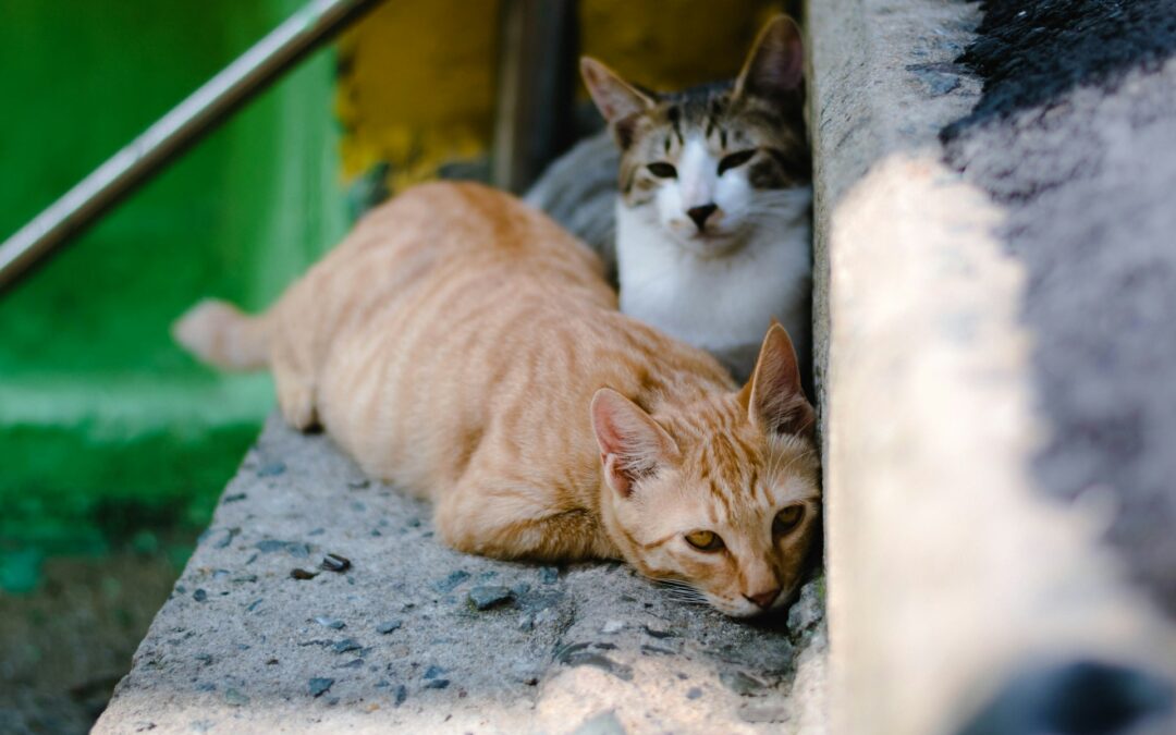 Rovato (BS): gatti feriti da fucilate – LNDC Animal Protection denuncia il gesto e chiede indagini mirate, soprattutto nel mondo venatorio