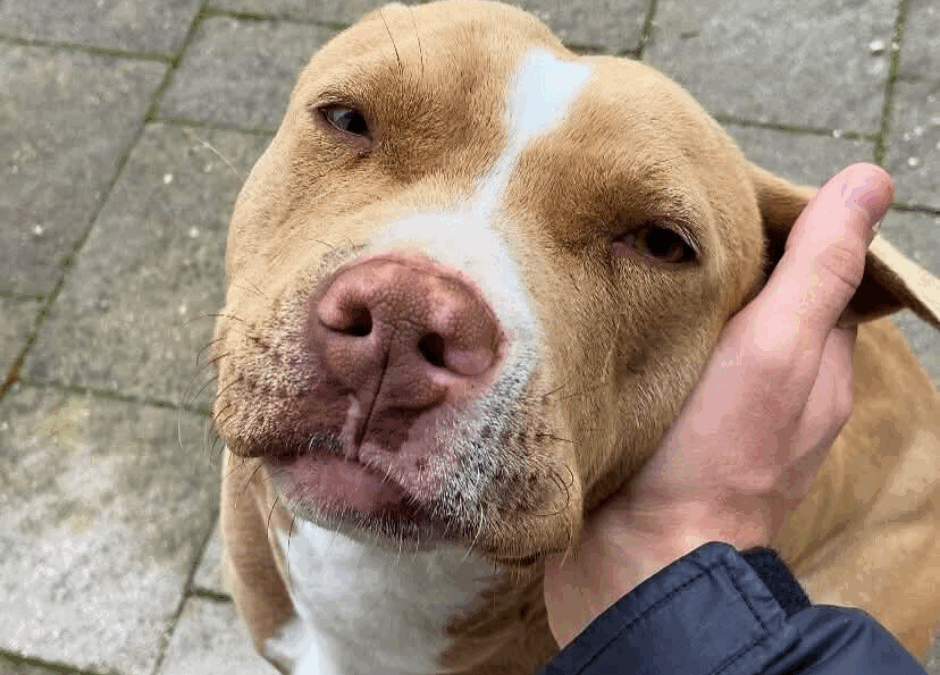 Gravina in Puglia: Tequila ritrovata massacrata. LNDC denuncia alla Procura e chiede giustizia