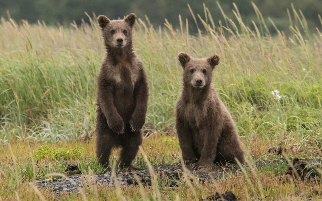 Trentino, orsetto scuoiato e abbandonato in un parco giochi. LNDC Animal Protection: Questa regione è ormai simbolo di odio verso gli animali. Ora indagini rigorose.
