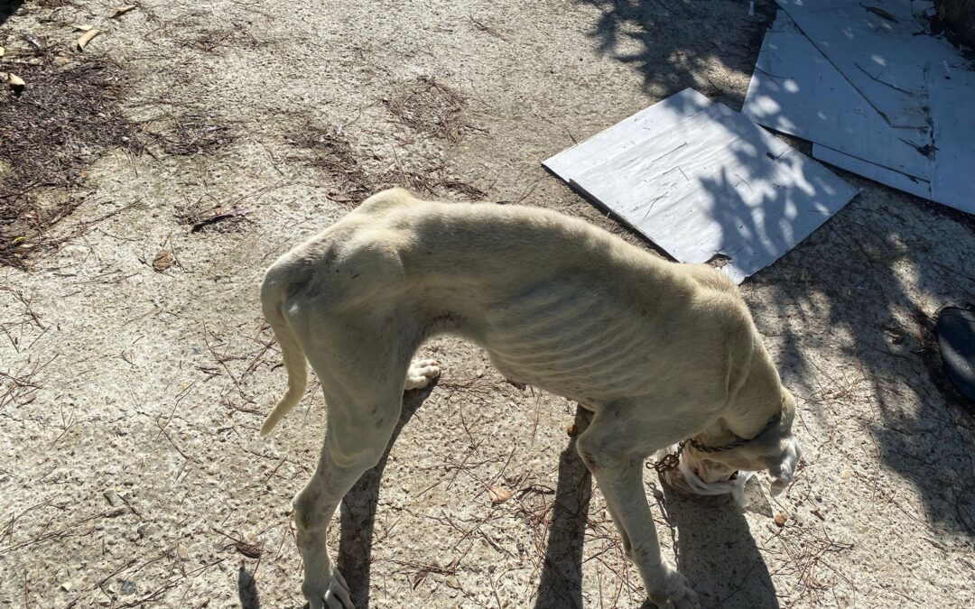 Benevento, cane in condizioni gravissime: LNDC Animal Protection chiede il sequestro immediato