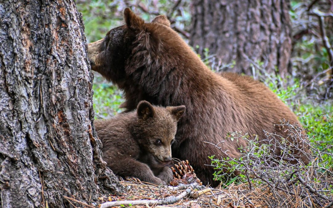 Uccisione dell’orsa Amarena: rinvio a giudizio con aggravante della crudeltà. LNDC Animal Protection parte civile al processo
