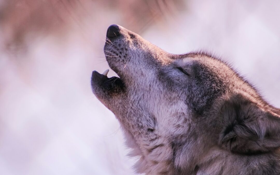 Ucciso un lupo in Lessinia: LNDC Animal Protection contro la visione miope e vendicativa della politica locale e la scelta incomprensibile di ISPRA