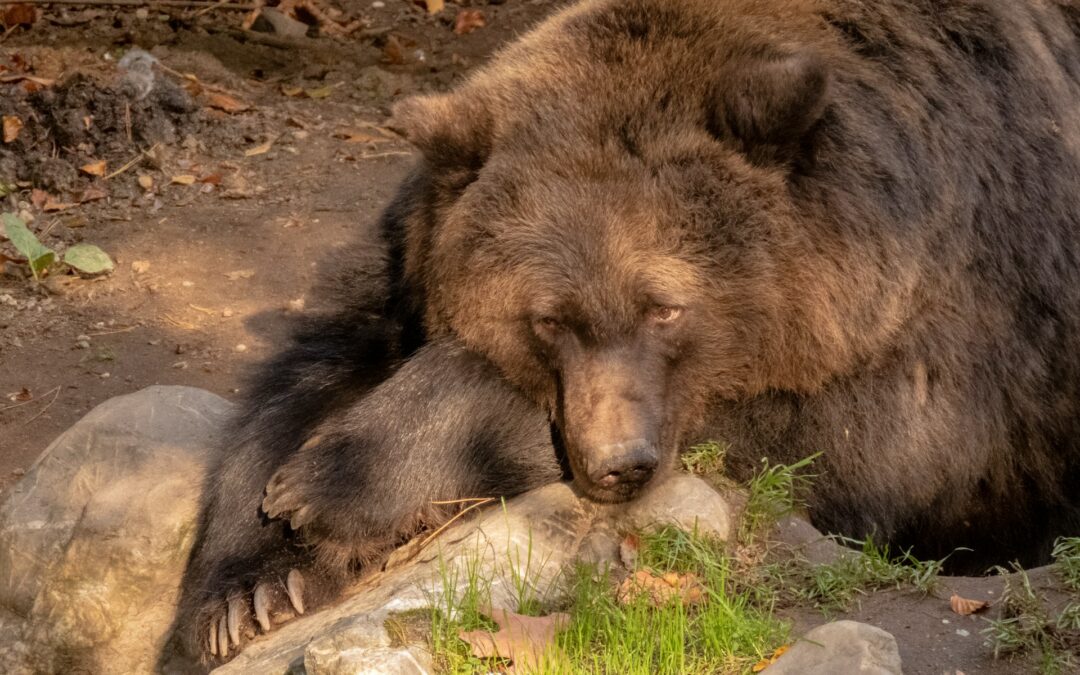 Caso orsa F36: fissata l’udienza per febbraio 2026. LNDC Animal Protection si costituirà parte civile, sempre al fianco degli animali selvatici