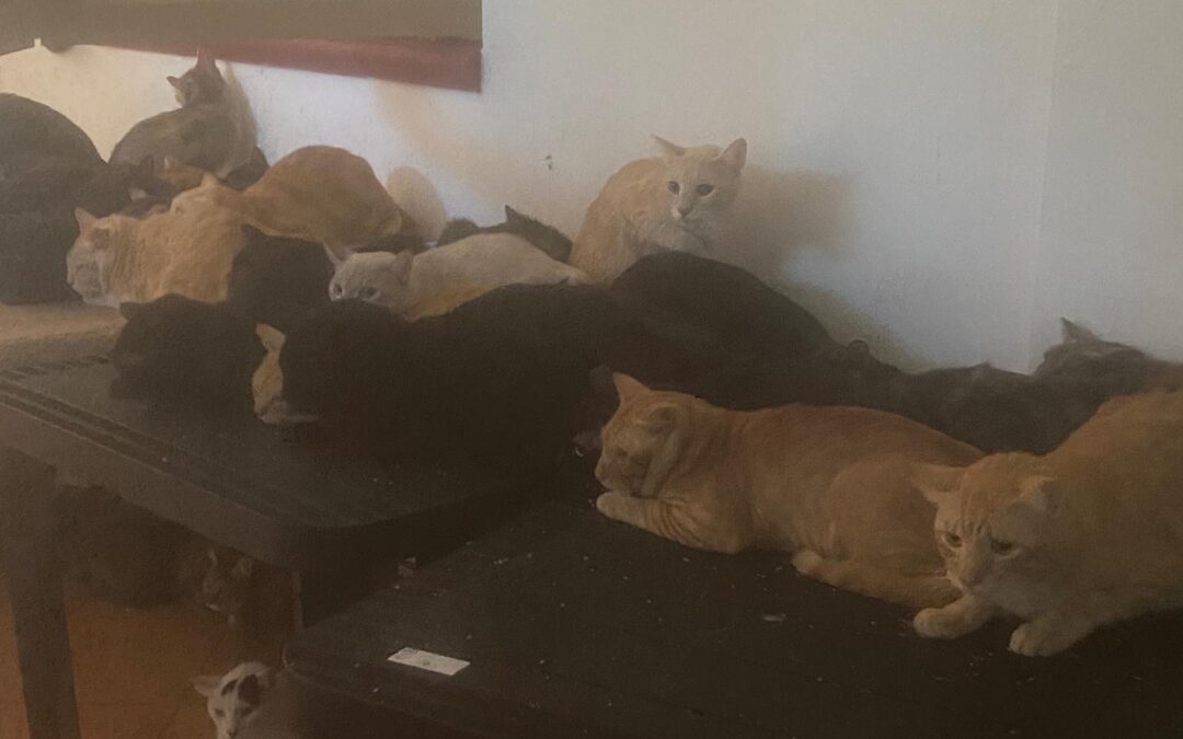 Pontecagnano (SA): 160 gatti in condizioni critiche, LNDC Animal Protection chiede un’ordinanza per limitare le detenzioni e sterilizzare tutti gli animali