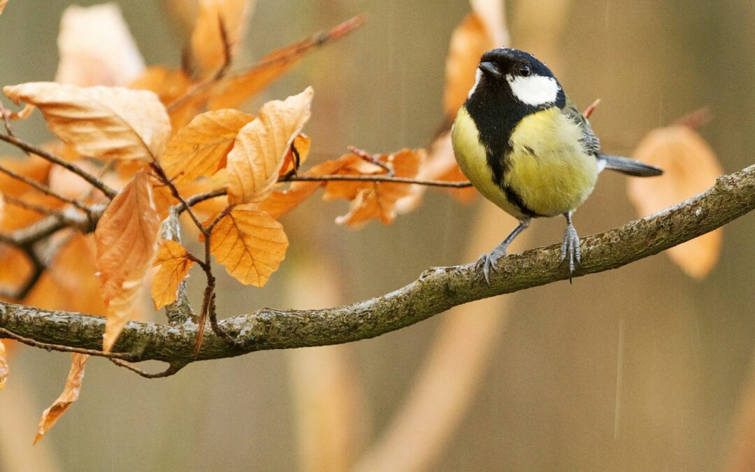 Stop Caccia: la nostra battaglia per vietare la caccia in Italia e difendere la biodiversità.