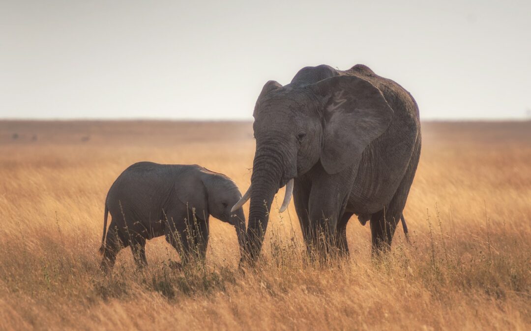 Addio a Mohanmala, l’elefantessa eroina del Kaziranga che ha protetto rinoceronti e vite umane