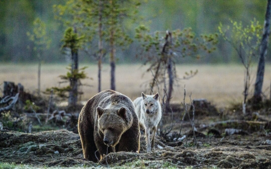 Alto Adige, i cittadini non vogliono orsi e lupi. LNDC: non è a loro che spetta decidere, è il loro habitat