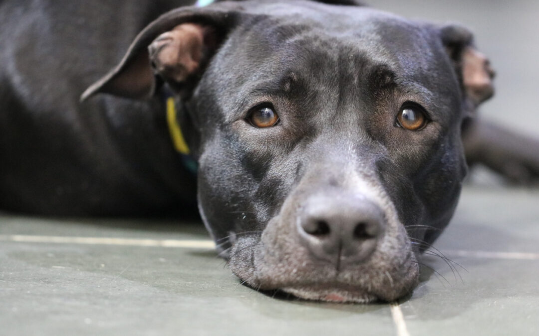 Ancona: cane ucciso da poliziotto – LNDC Animal Protection denuncia e chiede indagini approfondite