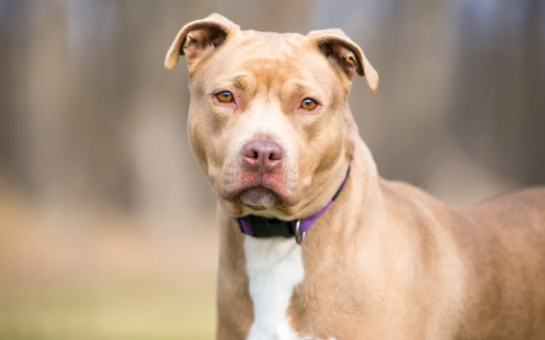 Caso Tequila, LNDC Animal Protection: “Nessun allarmismo, solo richiesta di verità. Le cause della morte vanno accertate con un esame autoptico ufficiale”