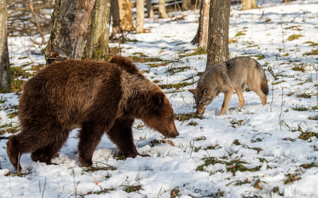 Lupi e orsi: LNDC Animal Protection risponde alle strumentalizzazioni e ribadisce l’importanza di dati scientifici e prevenzione
