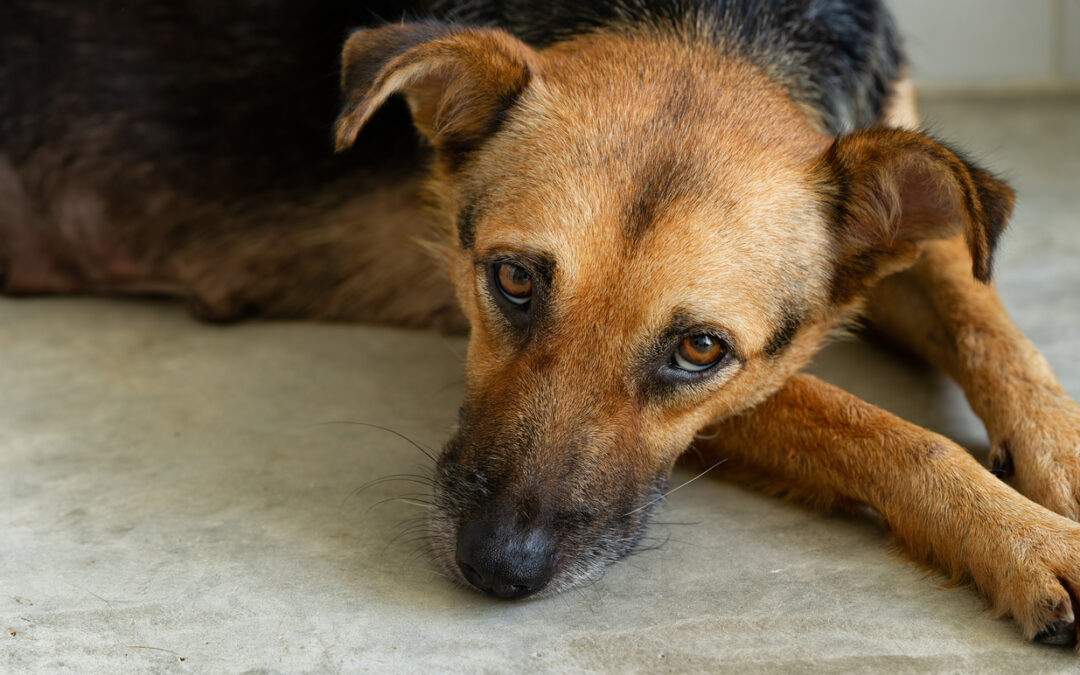 Torino, cane ucciso a martellate e lasciato in casa: LNDC Animal Protection chiede giustizia e riflessione profonda sulla cultura che ignora segnali di degrado