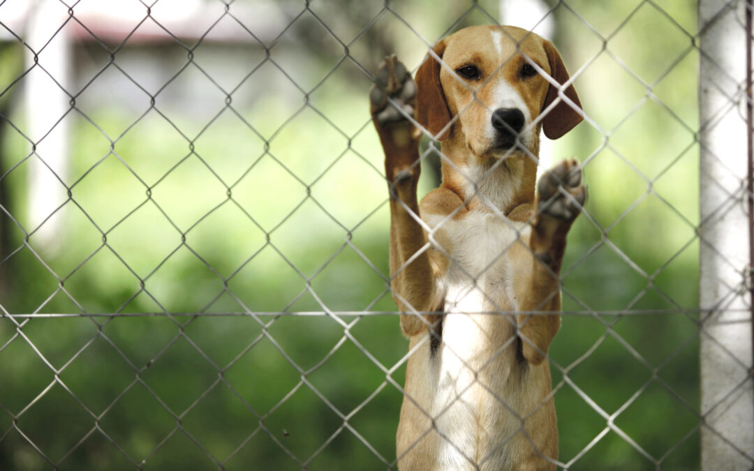 Lugagnano Val d’Arda: LNDC Animal Protection critica l’iniziativa del Comune sugli incentivi per l’adozione dei cani