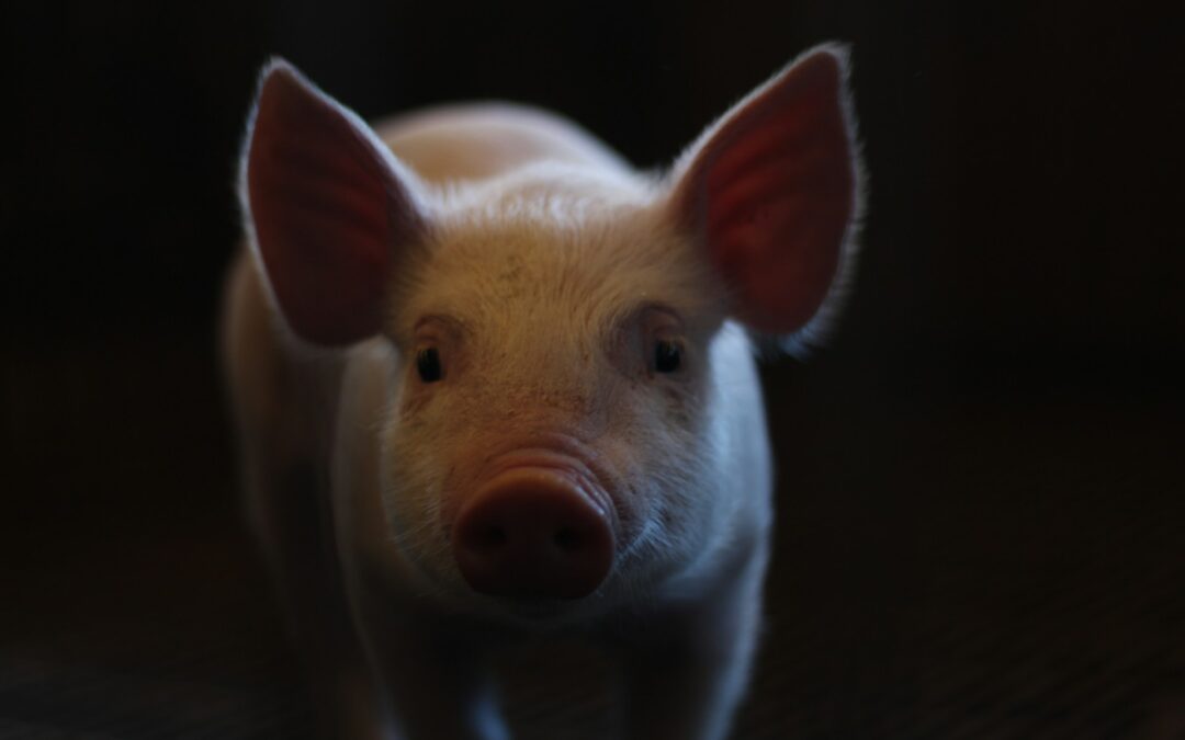 Cercemaggiore (CB), Un maiale vivo come primo premio della lotteria di San Vincenzo Martire. LNDC Animal Protection: scelta anacronistica e inaccettabile