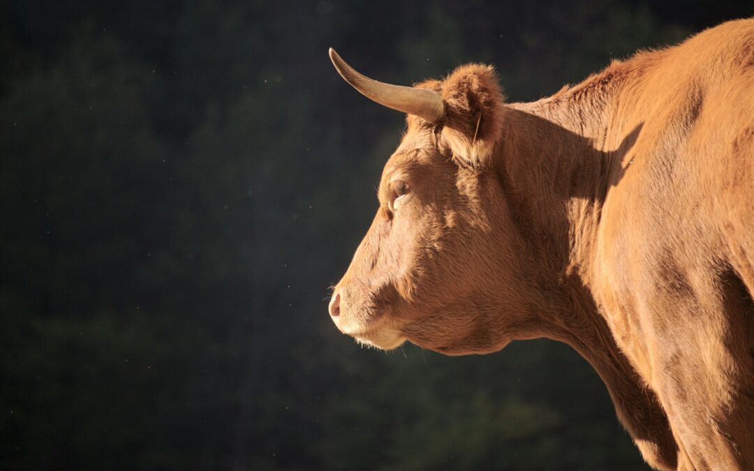 Verolengo (TO): mucca tagliata a metà sull’argine del Po – LNDC Animal Protection denuncia, chiede verità e collaborazione