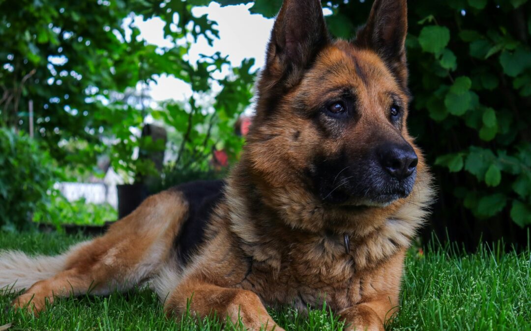 Milano: lascia il cane in giardino per settimane per fare vacanza – LNDC Animal Protection denuncia e chiede pene esemplari