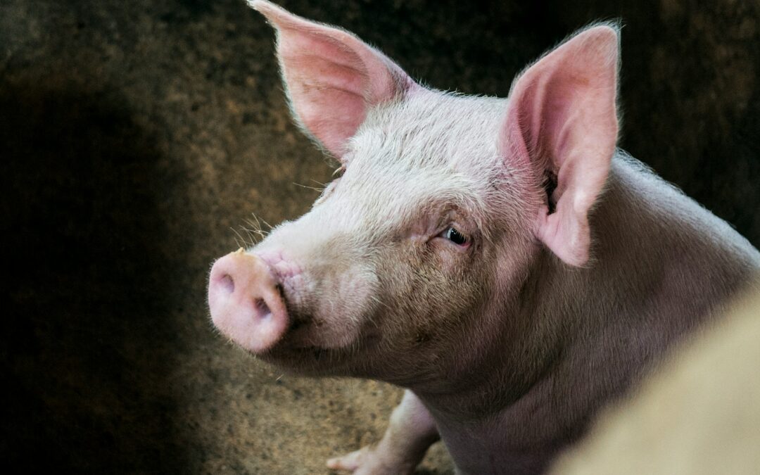 Cercemaggiore (CB): il maialino è stato dato come premio della lotteria. LNDC Animal Protection scrive alla Regione Molise per chiedere un divieto Regionale.