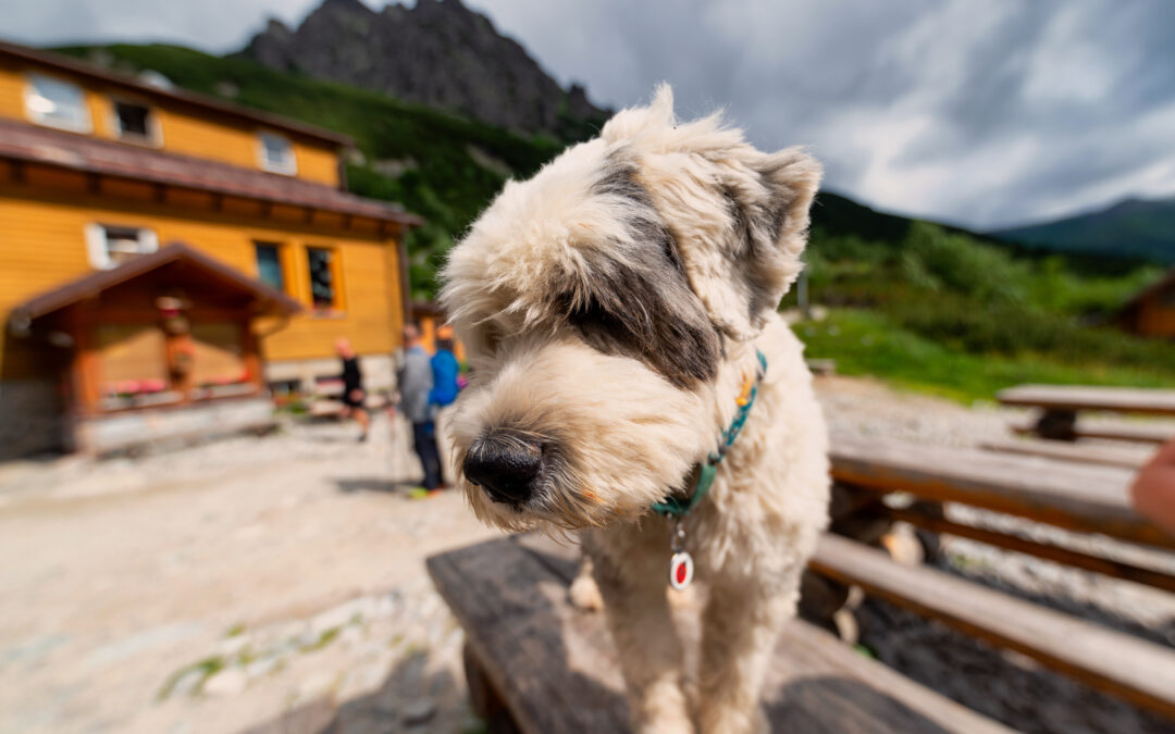 Val di Fumo: cagnolina anziana respinta dal rifugio durante il maltempo, LNDC chiede protocolli per la tutela degli animali