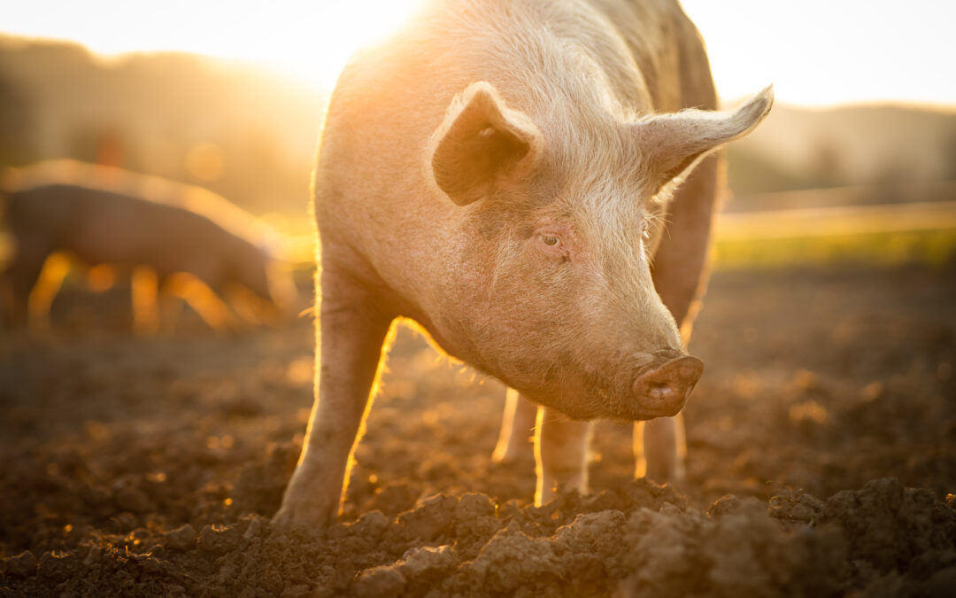 Sfattoria degli Ultimi: associazioni denunciano mancanze della Regione Lazio e chiedono interventi