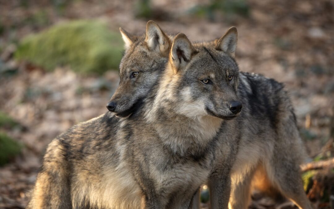 In Trentino, Fugatti condanna a morte due lupi a caso a seguito di alcune predazioni a Malga Boldera