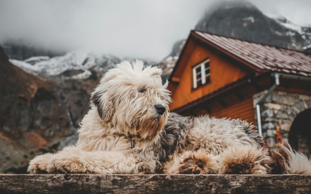 Val di Fumo: il CAI risponde a LNDC Animal Protection, apertura al dialogo sulla tutela degli animali nei rifugi alpini