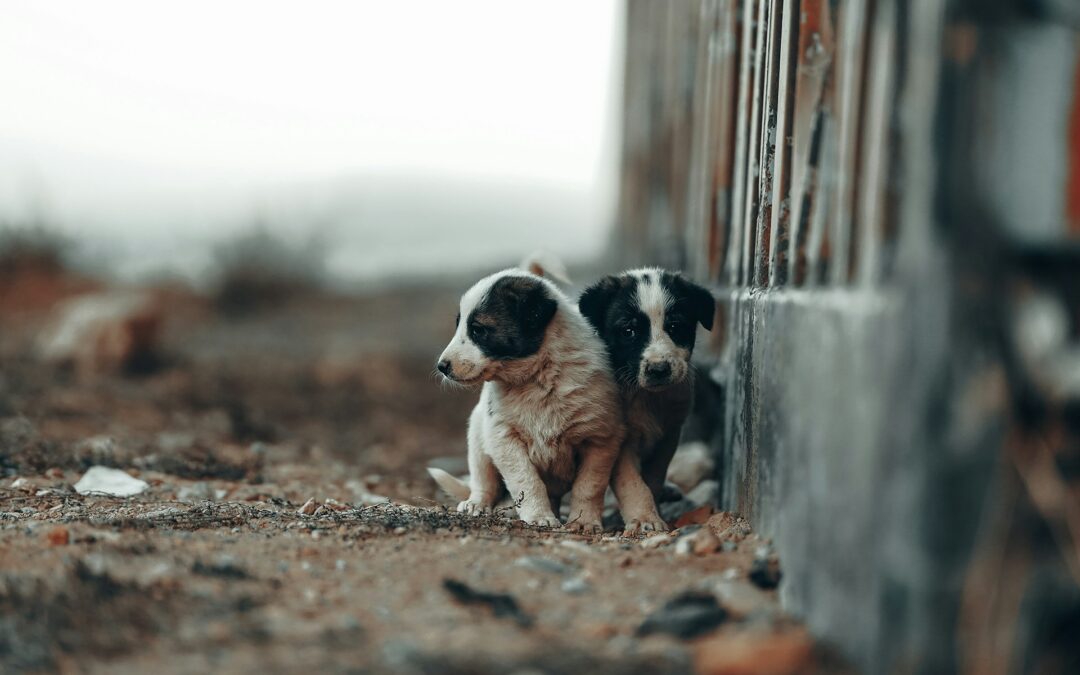 Cotronei (KR): due cuccioli uccisi a fucilate – LNDC Animal Protection sporge denuncia e chiede di rompere il velo di omertà