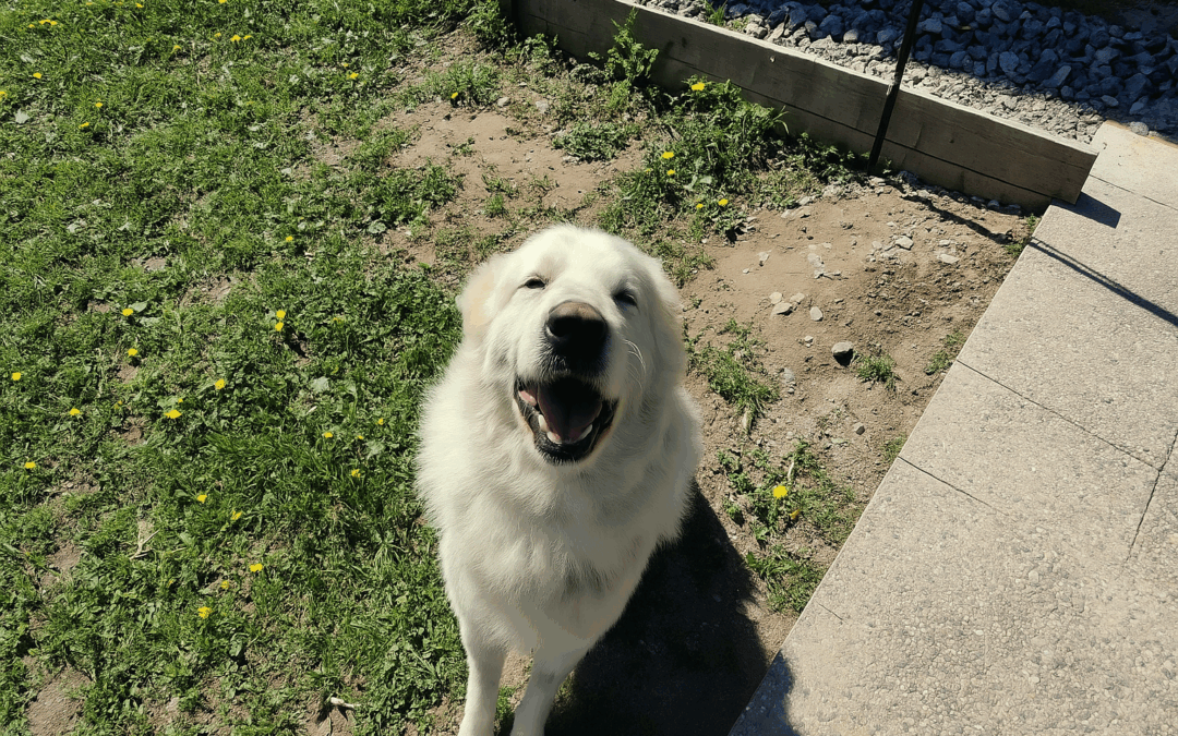 La rinascita di Tino: da randagio invisibile a cane felice