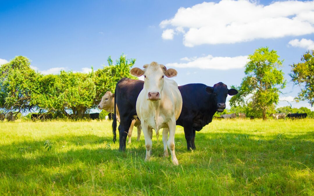 Strage di animali nel Lazio, LNDC Animal Protection: Una vergogna sotto gli occhi di tutti. La Regione deve fermare immediatamente gli abbattimenti.