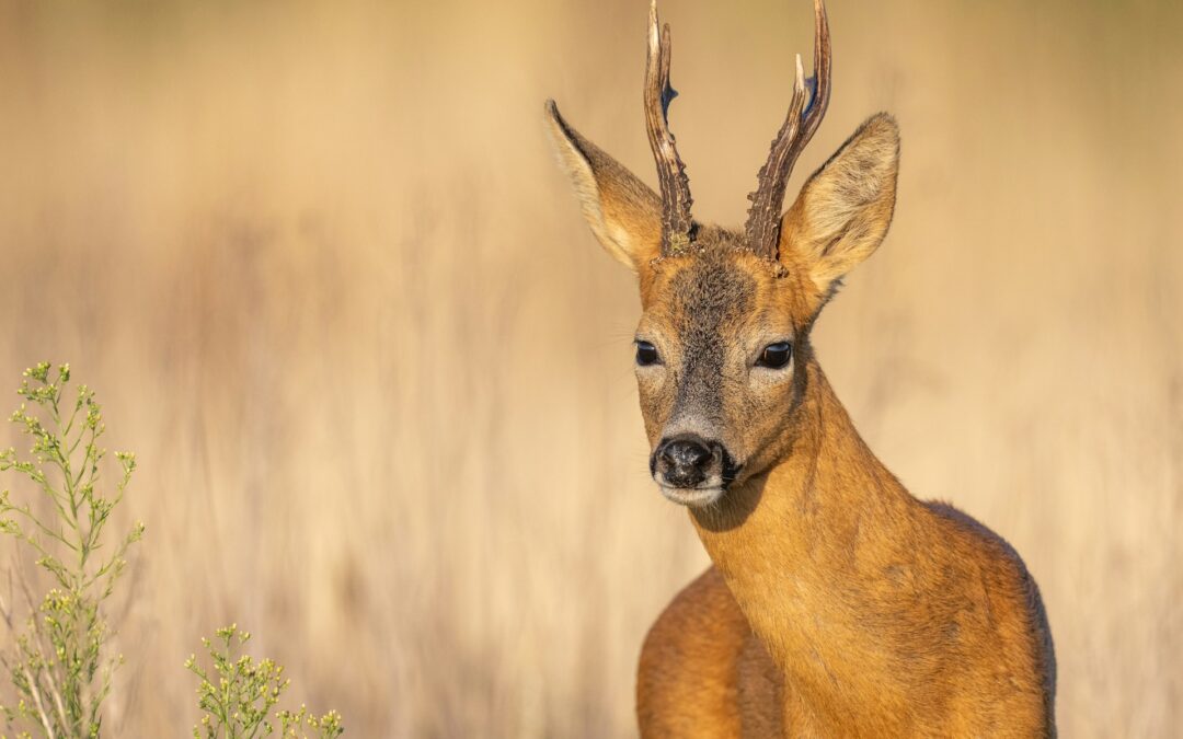 Resti di animali sventrati in strada a Torino: LNDC Animal Protection denuncia e chiede un cambio di rotta nel rispetto per la fauna selvatica