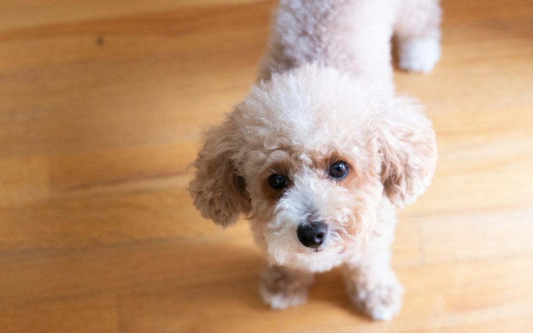Scoperto allevamento abusivo con quasi 100 cani a Prato. LNDC Animal Protection sporge denuncia: “Non alimentiamo il mercato della sofferenza, adottiamo”