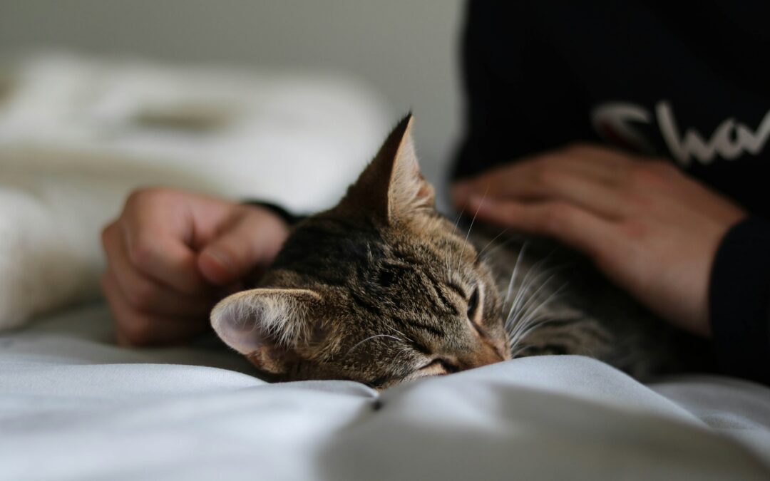 LNDC Animal Protection: Il diritto di prendersi cura degli animali deve entrare a pieno titolo nella legge. Il legislatore acceleri i tempi per una norma chiara e tutelante.