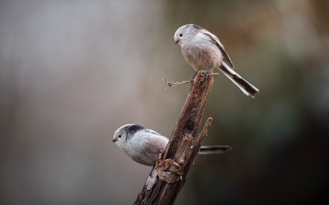 Caccia: 55 associazioni scrivono al Presidente della Repubblica su rischio emendamenti caccia in legge di bilancio.