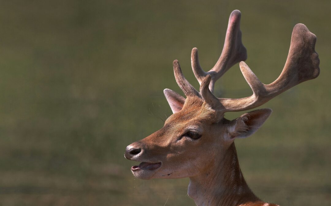 Daino ucciso a Como: LNDC Animal Protection chiede chiarezza sulla decisione di ucciderlo