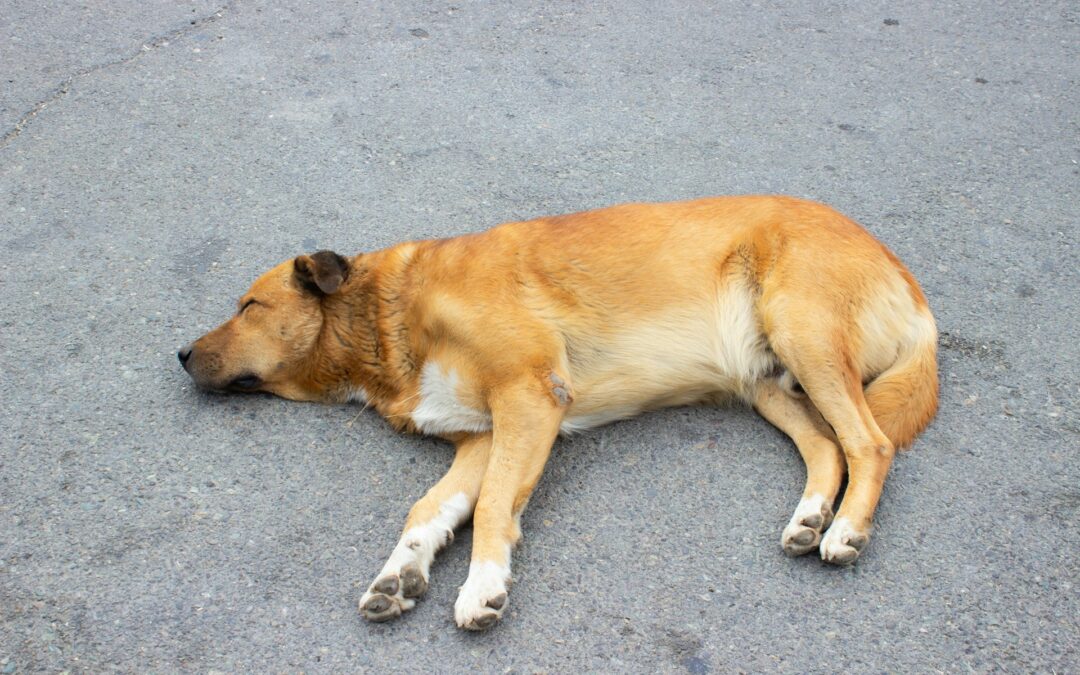 Avvelenati diversi cani a Vico del Gargano – LNDC Animal Protection presenta denuncia e chiede interventi immediati