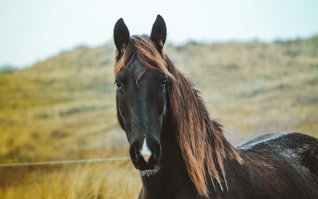 Cavalla morta a Sant’Eufemia a Maiella: LNDC Animal Protection, Progetto Islander e IHP si oppongono all’archiviazione