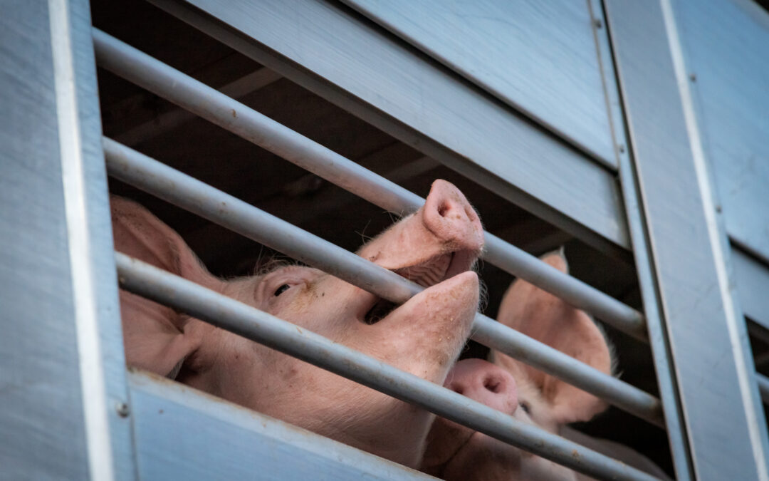 Il trasporto degli animali da allevamento: un calvario su strada e mare