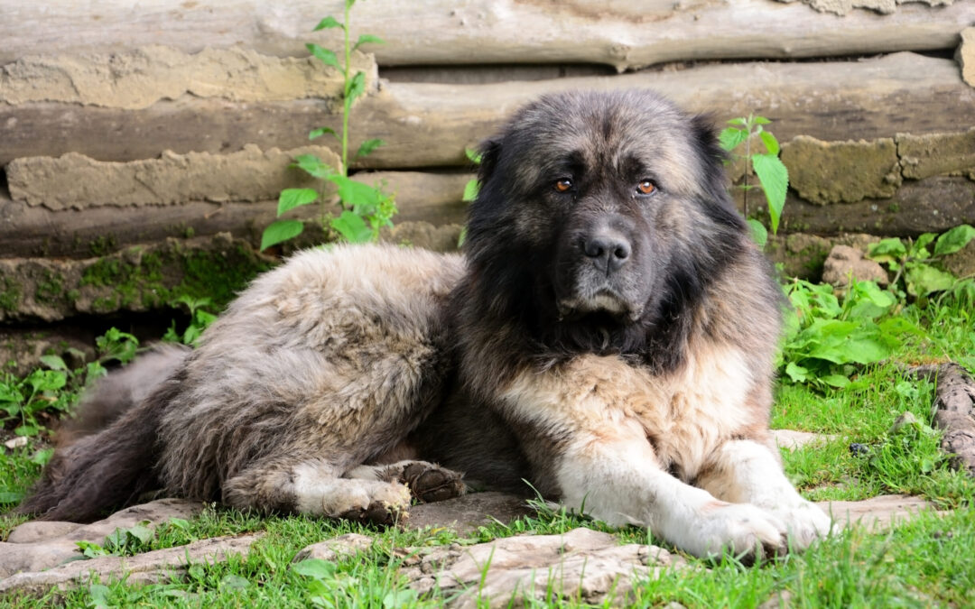 Pastore del Caucaso con le orecchie tagliate, LNDC Animal Protection annuncia denuncia: in Italia è vietato dal 2010