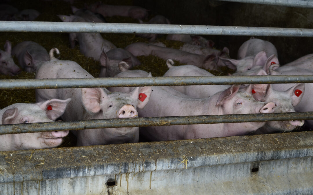 La sofferenza animale negli allevamenti intensivi: un percorso di privazioni dalla nascita al macello.