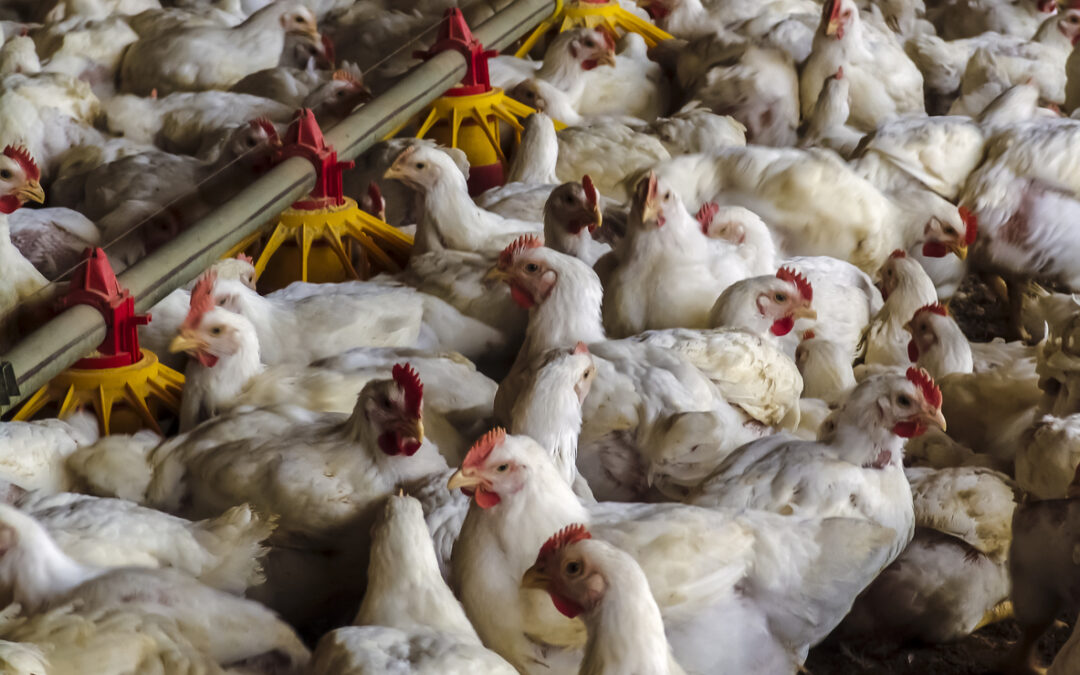 Allevamenti intensivi: una minaccia silenziosa per salute, ambiente e animali