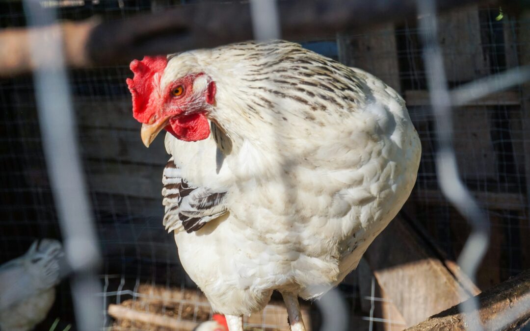 Travacò Siccomario: LNDC sempre in prima linea contro l’allevamento intensivo di 39.000 galline