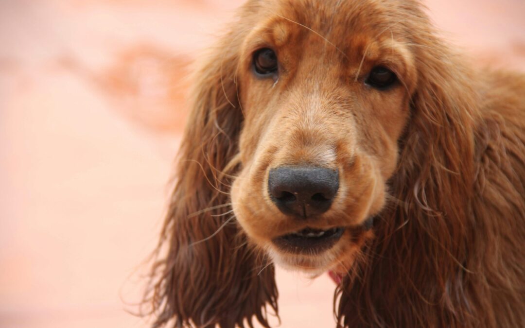 Grosseto, allevamento abusivo di cocker spaniel. LNDC Animal Protection: basta con la compravendita di vite