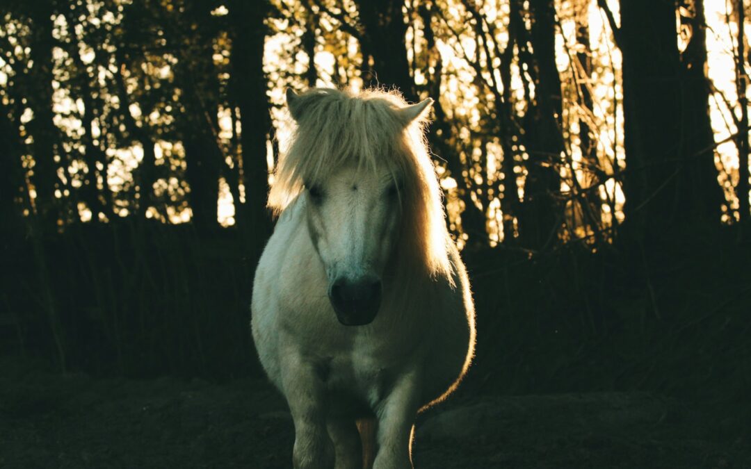 Pony trascinata da un’auto ad Acate (RG): si apre il processo per l’autore materiale. LNDC Animal Protection chiede di costituirsi parte civile