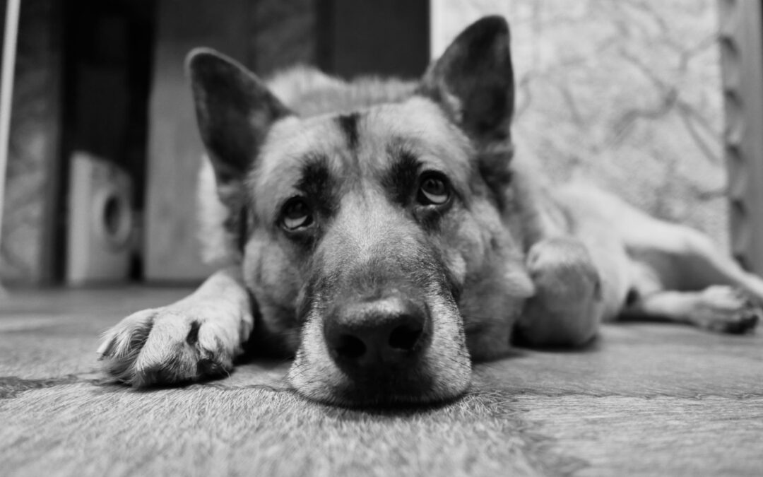 Napoli: trascina il cane per chilometri legato a una e-bike. LNDC Animal Protection presenta denuncia: “Serve responsabilità anche nella scelta di chi si prende cura dei nostri animali”